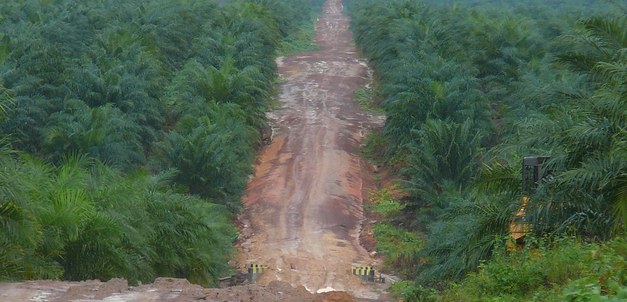 New report links Swedish banks to deforestation in Borneo