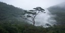 Short-term consultant scientist, ICRAF