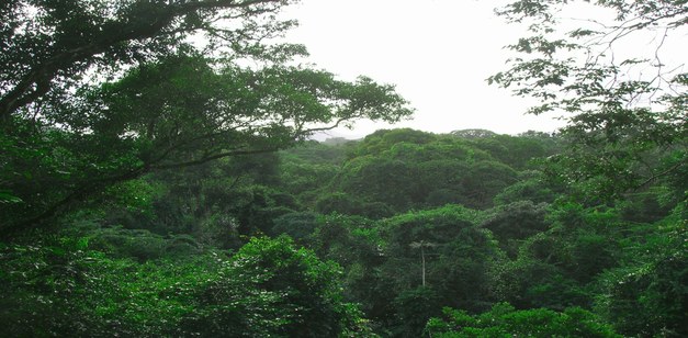 Focaliforskare föreläser om skogens roll i klimatfrågan