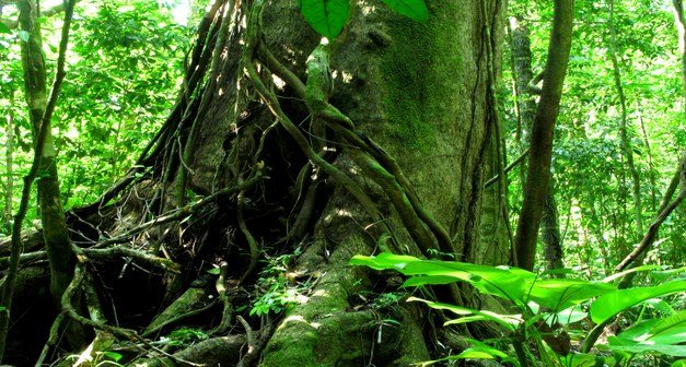 Seminarium om betalningar för ekosystemtjänster i Costa Rica