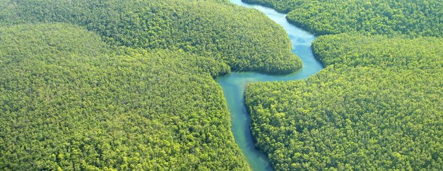 Ny rapport om pilotprojekt för REDD