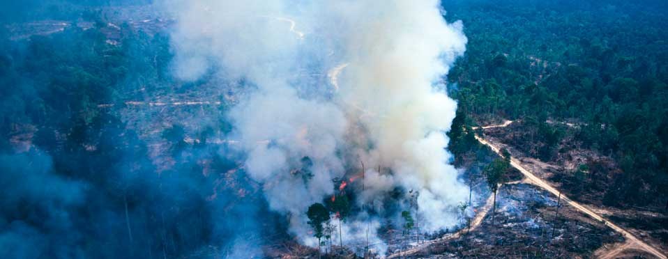 Forests, climate and livelihoods are interconnected